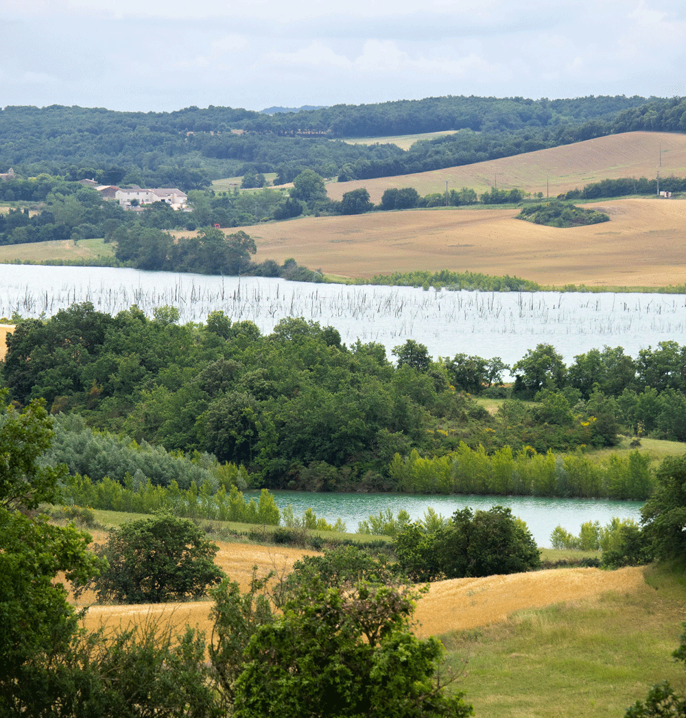 vignes audoises