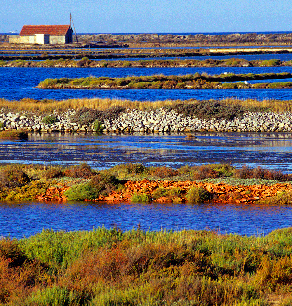 vignes audoises